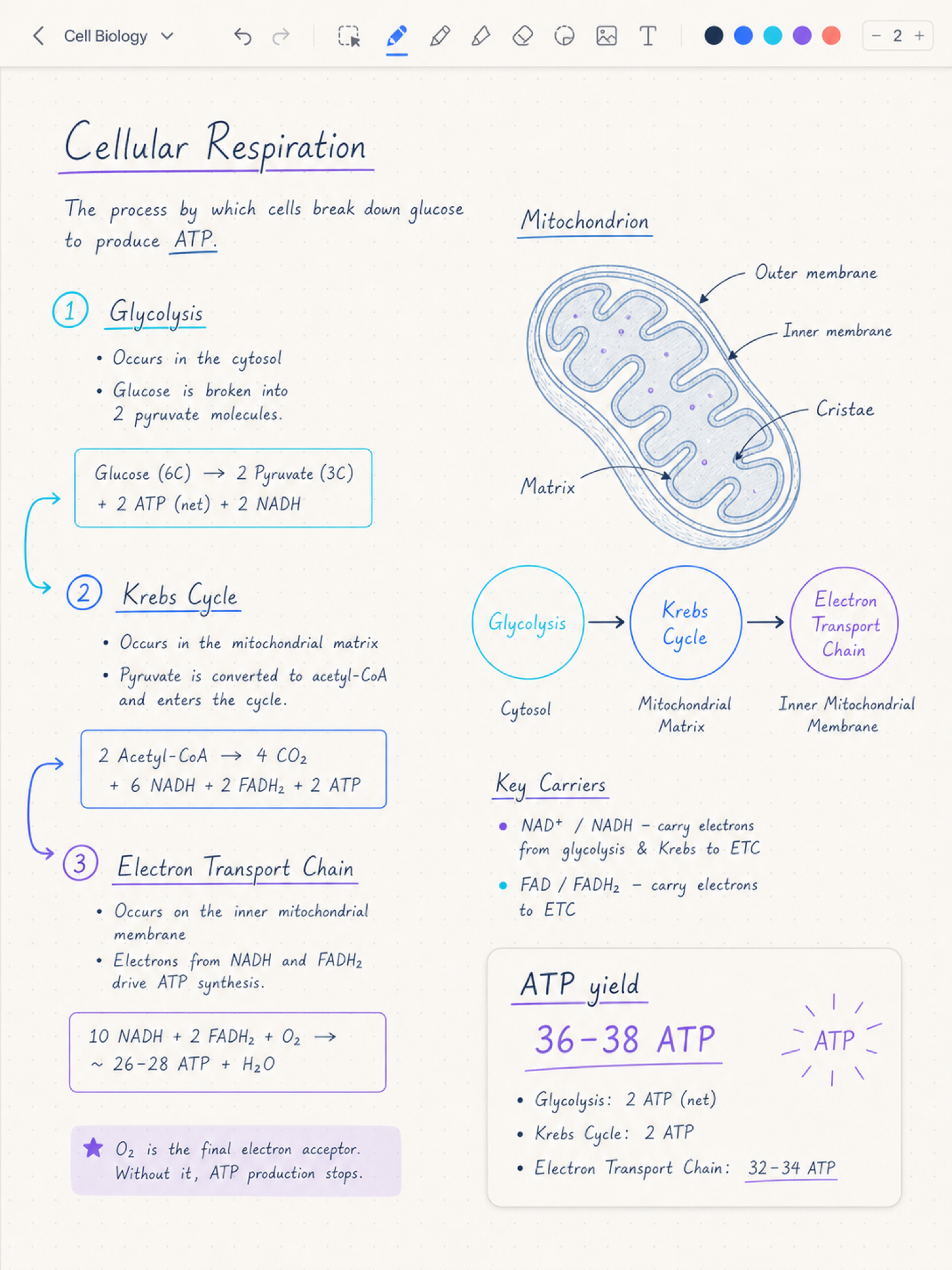 Lattice editor on iPad: a full-bleed graph-paper page of cursive biochemistry notes traced as vector ink, with a narrow top bar holding the back button, tool row, colors and widths.